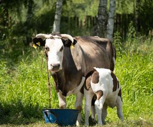 Farma 3: widzowie mieli jej wyraźnie dość. W końcu odpadnie z programu!