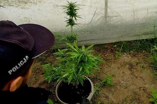 Zlikwidowana uprawa konopi 