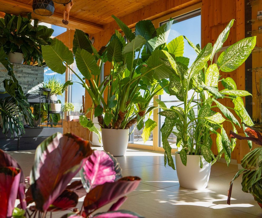 Ogromne kwiaty doniczkowe: rośliny, które ozdobią salon w domu!