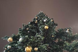 Choinka pod Galerią Młociny. Pierwsza w stolicy!