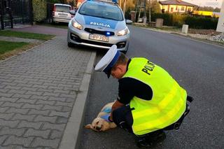 Policjanci z Pszczyny pomogli potrąconemu pieskowi. Czworonóg wtargnął pod samochód 