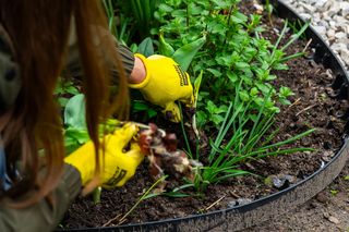 Jakie odmiany tulipanów wybrać i jak o nie dbać? Wideo Murator Ogroduje