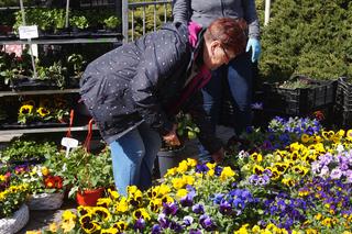 Wiosenny Kiermasz Ogrodniczy w Bydgoszczy [ZDJĘCIA]