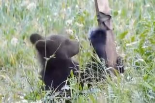 Bieszczadzkie misie lubią technologie