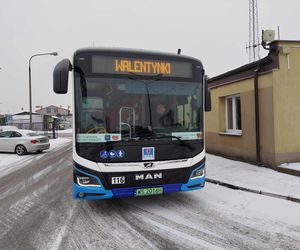 Zakochany autobus linii nr 18 można spotkać na ulicach Siedlec tylko w walentynki 2025!