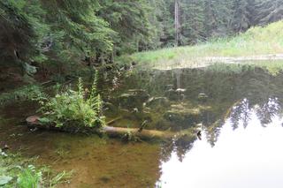 Ukryte leśne jeziorko powstało prawie 1000 lat temu. To miejsce wyjątkowe w Beskidach