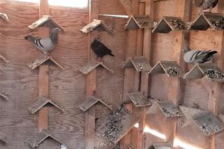 Zuchwała kradzież gołębi pocztowych. 43-latek uciekł z ptakami schowanymi w plecaku