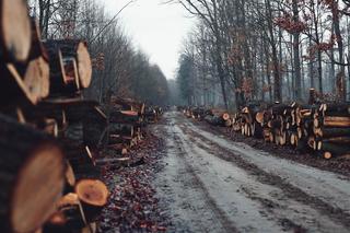 Las Solnicki straci ponad 14 tys. drzew, bo przeszkadzają lądować samolotom