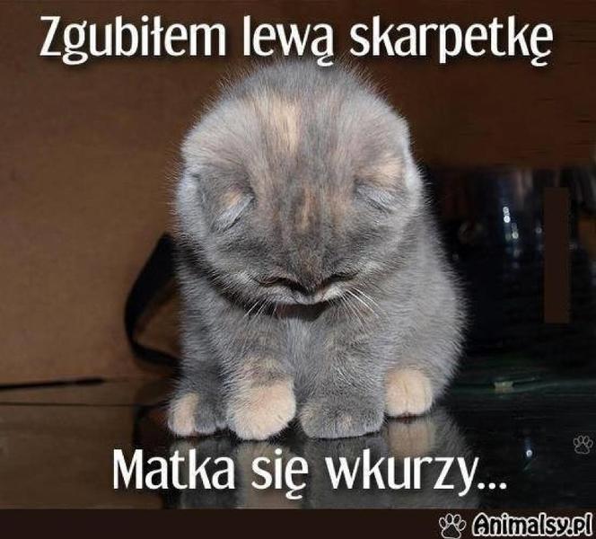 Światowy Dzień Kota 2022. Zobacz najśmieszniejsze obrazki i MEMY z kotami! 