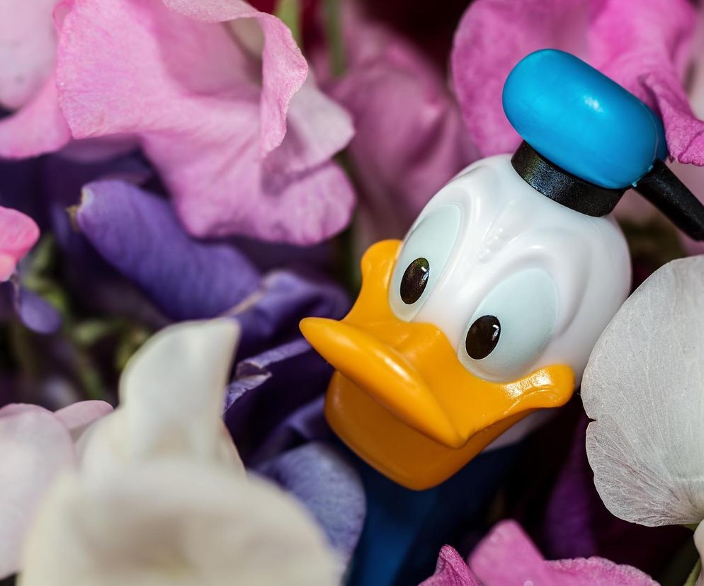 Kaczor Donald