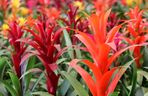 Guzmania