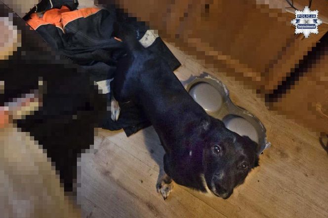 22-latek znęcał się nad psem