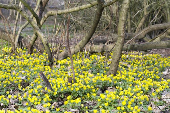 Rannik zimowy (Eranthis hyemalis)