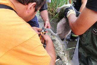 Strażacy ochotnicy uratowali brzydkie kaczątko
