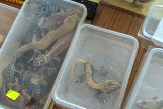 Kraków: Węże boa, pytony, kameleony. 40-latek handlował egzotycznymi zwierzętami