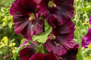 Malwa różowa (Alcea rosea)