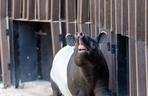 Tapir Willy nowym mieszkańcem Orientarium w Łodzi