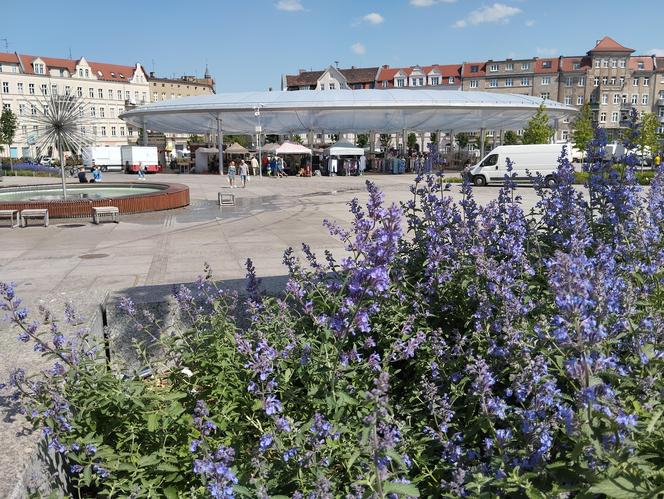 Rynek Łazarski w Poznaniu