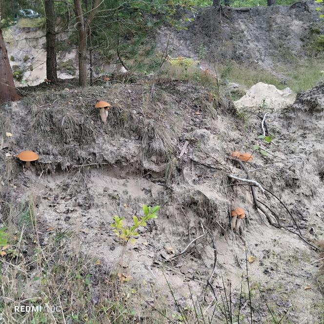 W lasach w woj. lubelskim jest znów wysyp grzybów! Pani Monika chwali się swoimi zbiorami