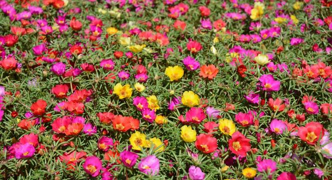 Portulaka wielkokwiatowa