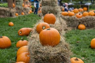 Farma Dyniowa przed galerią handlową Westfield Arkadia w Warszawie