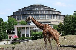 ZOO Wrocław - cennik 2023, bilety, godziny otwarcia, mapa. Jak dojechać? Zdjęcia, parking