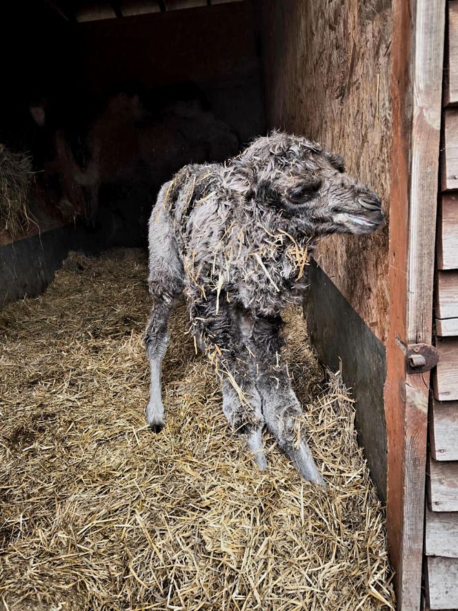 W Śląskim Ogrodzie Zoologicznym narodził się maleńki wielbłąd. Franek już teraz skrada serca