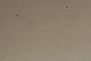 Inwazja biedronek azjatyckich we Wrocławiu! Wasze zdjęcia 