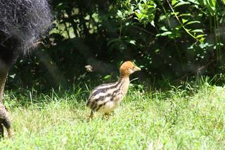 Młody kazuar w warszawskim ZOO