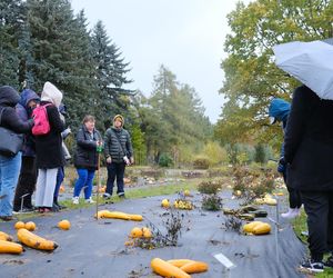 Ponad półtonowa dynia. Taką bestię wyhodowali w ogrodzie PAN w Powsinie