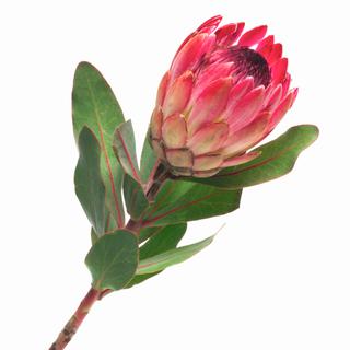 Protea - kwiat cięty