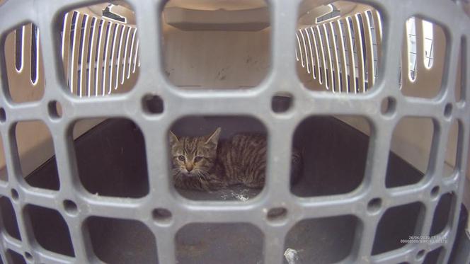 Szczecinek: Kot w pułapce. Na pomoc ruszyli strażnicy miejscy [ZDJĘCIA]