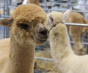 ZooPark ponownie przyciągnął do Targów Lublin tłumy miłośników zwierząt