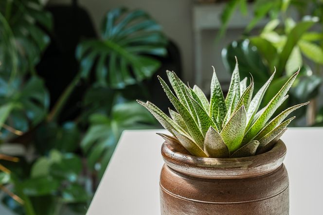  Gasteria
