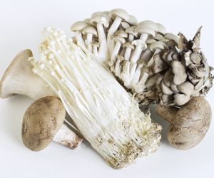MYKOTERAPIA (fungoterapia, leczenie grzybami) - które grzyby leczą?