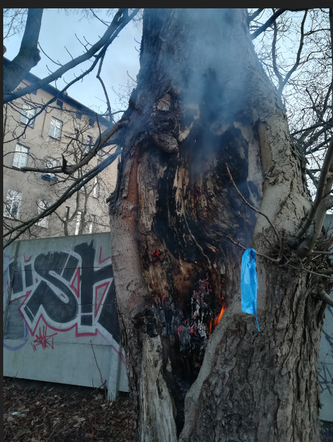 Urządził sobie śmietnik w drzewie. O krok od tragedii
