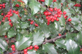 Ostrokrzew kolczasty - Ilex aquifolium
