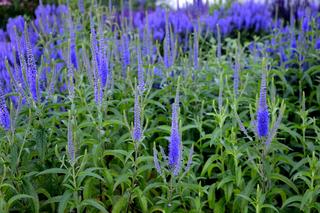 Przetacznik kłosowy - Veronica spicata: uprawa, pielęgnacja i rozmnażanie