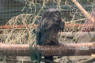 Czy warto jechać do ZOO Wrocław zimą?