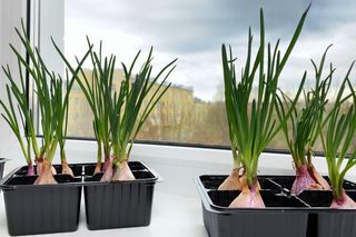 Pędzenie cebuli na szczypior