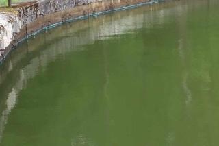 Sinice w Jeziorze Paprocany w Tychach