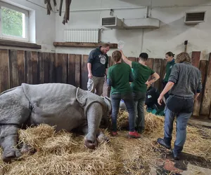 Zabieg wielkiej wagi w warszawskim zoo. Samica nosorożca z mniejszym rogiem [ZDJĘCIA]