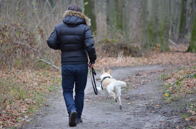 Koronawirus: Startuje Dąbrowski Psi Patrol. Wolontariusze poszukiwani. Każdy może pomóc