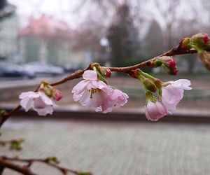 W grudniu w Szczecinie kwitną drzewa