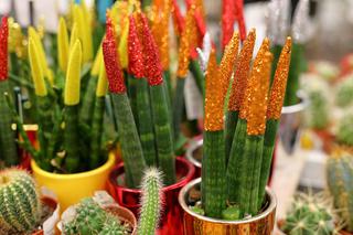 Sansewieria cylindryczna