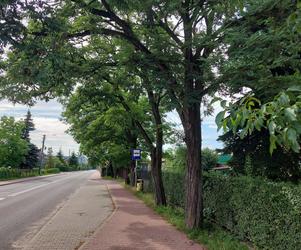 Starachowice: Ponad 200 drzew do usunięcia pod ścieżki rowerowe?  Wiemy gdzie