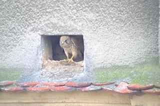 Pustułki w Szczecinie