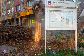 Ktoś celowo niszczy drzewa w centrum Szczecina. Kolejne drzewo okaleczone. Grozi mu uschnięcie