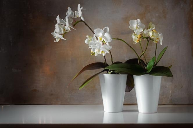 Storczyk Phalaenopsis