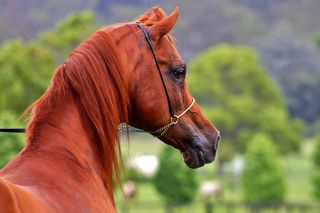 Konie arabskie ponownie w Tarnowie. III All Polish Arabian Horse Championship 